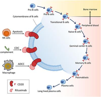 Rituximab Therapy for Primary Sjögren’s Syndrome